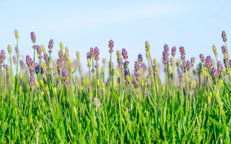 Lavendel_10