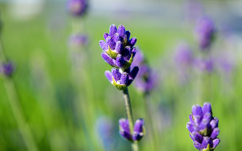 Lavendel_11